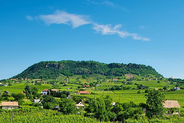 Count Karolyi Grüner Veltliner - Photography - Vineyard #1