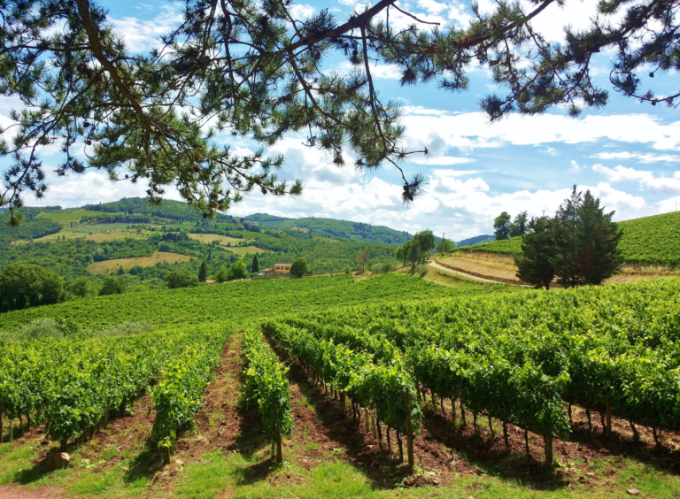Tenuta Carobbio - Photography - Vineyards #2