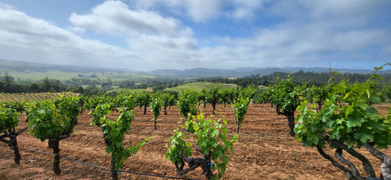 XY Zin - Photography - Vineyard #1