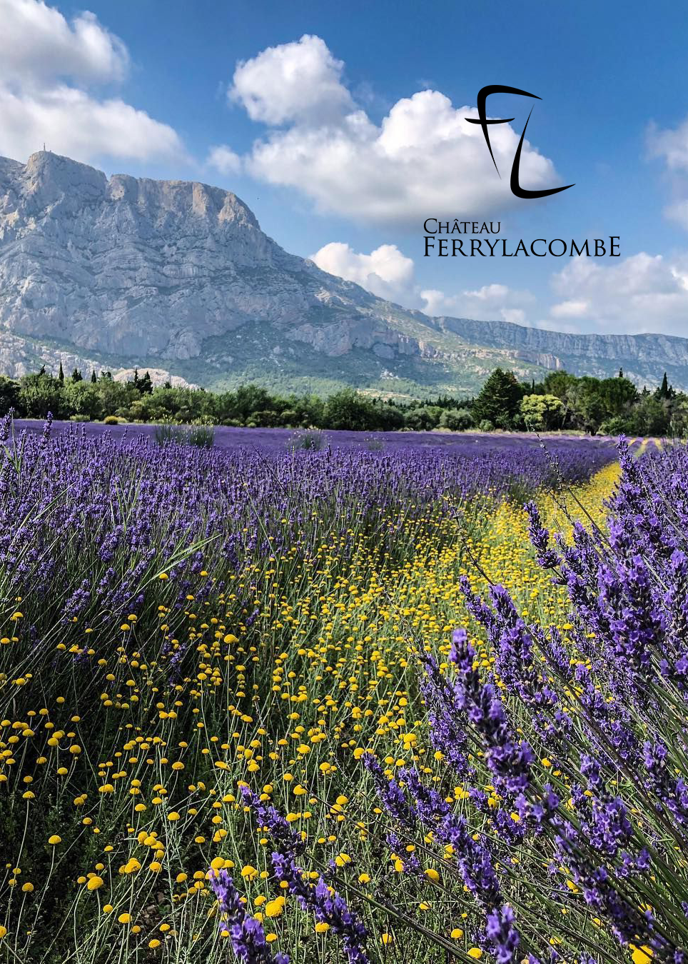 Quintessential - Sustainability - Lavender plants