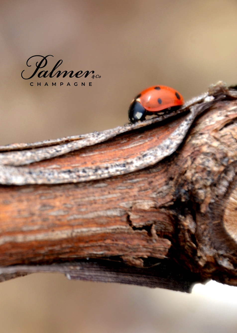 Quintessential - Sustainability - Ladybug on grapevine