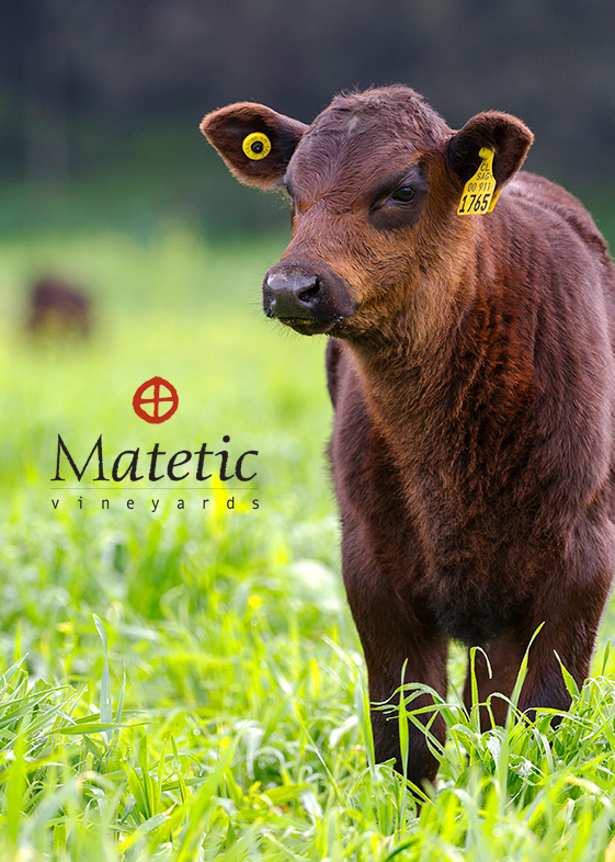 Quintessential - Sustainability - calf in pasture