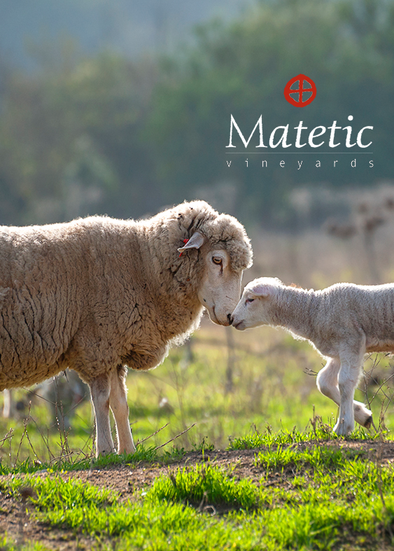 Quintessential - Sustainability - Sheep with a lamb