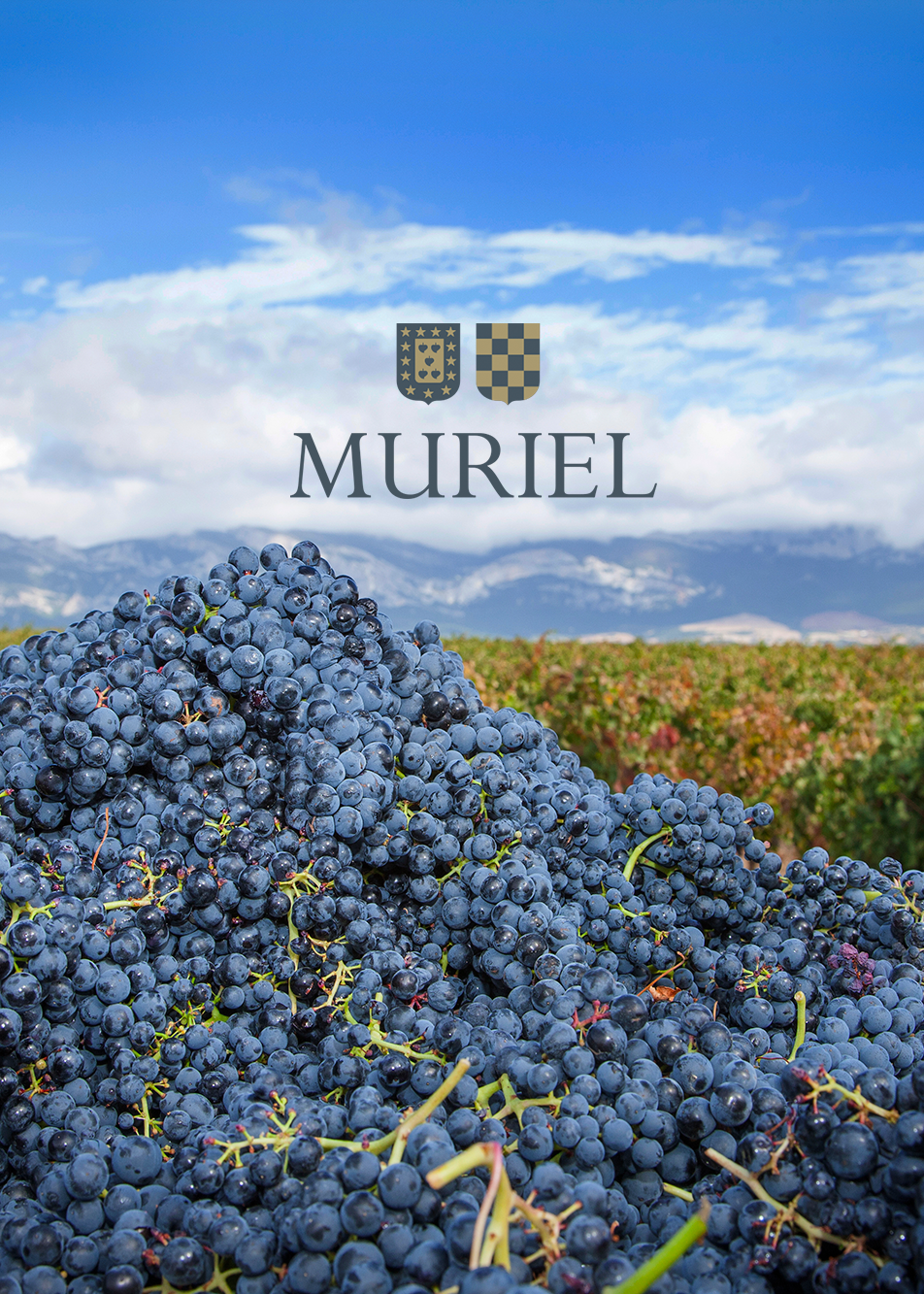 Quintessential - Sustainability - Pile of grapes