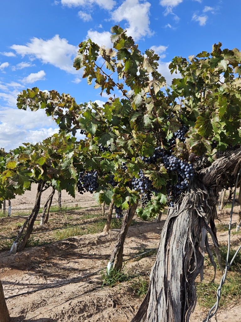 Featured in Forbes: Everything You Need to Know About Wine Made From Old Vines featured image